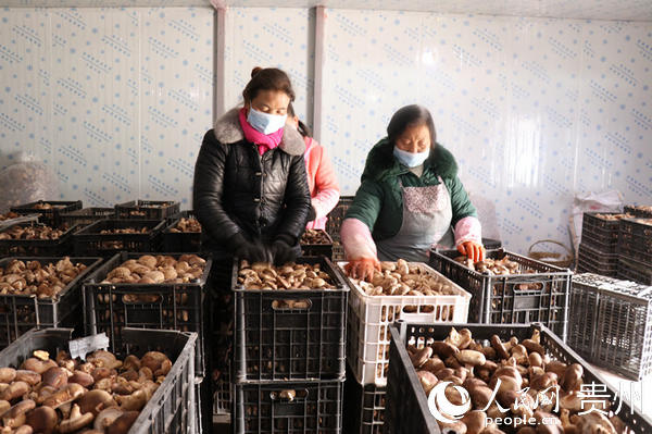 香菇入庫。李金苗 攝