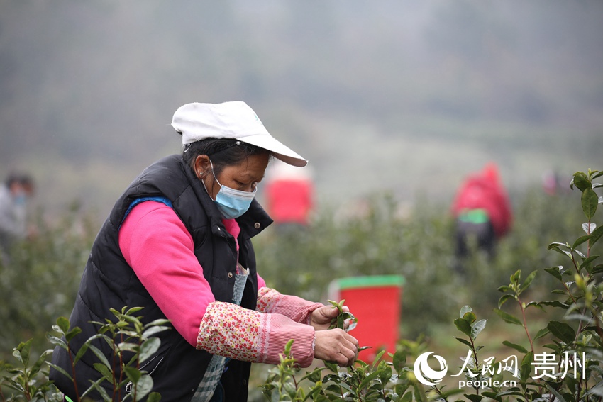 2月20日，在貴州省黔南布依族苗族自治州龍裡縣灣灘河鎮果裡村茶場，苗族群眾在採茶。潘希來 攝