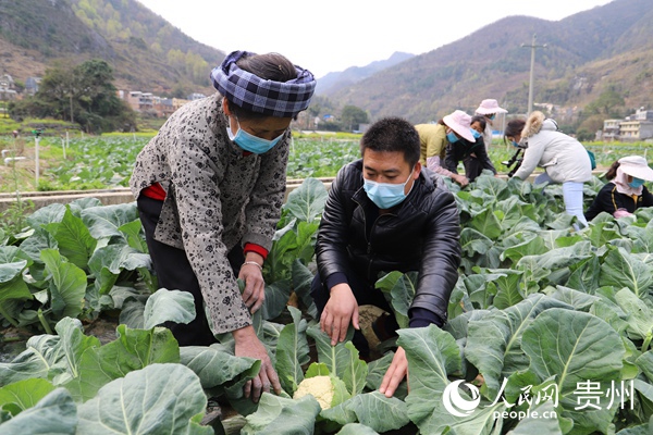 貴州移動與伏開村村民們帶著口罩為花菜蓋球