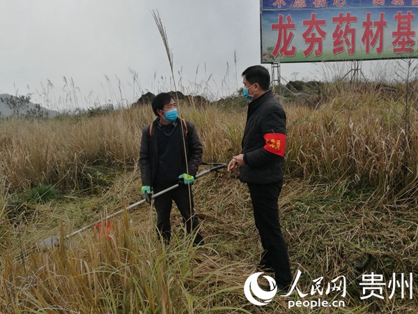 劉杰在中藥材種植基地指導村民割草墾荒