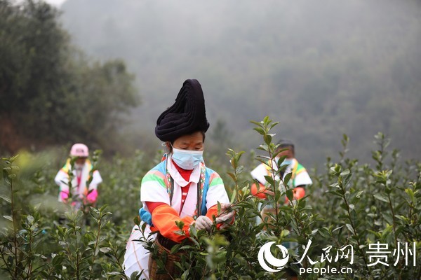 在貴州龍裡縣灣灘河鎮果裡村茶場，茶農們正在採茶。潘希來 攝