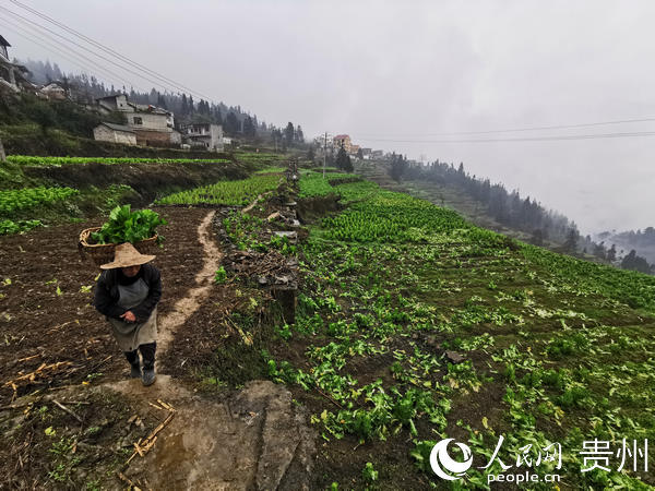 七星關區大屯鄉村民採收白菜。七星關區融媒體中心提供