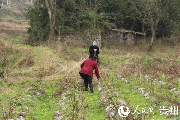 开阳县禾丰乡党员干部抢农时深入田间地头作战