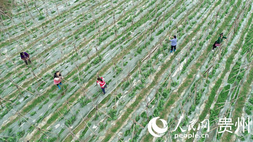2月26日，在貴州省黔東南苗族侗族自治州丹寨縣排調鎮也改村蔬菜種植基地，村民在管護荷蘭豆（無人機照片）。