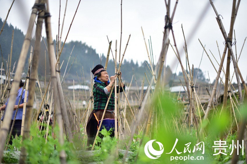 2月26日，在貴州省黔東南苗族侗族自治州丹寨縣排調鎮也改村蔬菜種植基地，村民在管護荷蘭豆。
