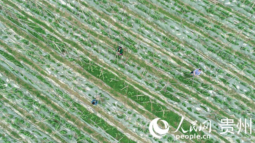 2月26日，在貴州省黔東南苗族侗族自治州丹寨縣排調鎮也改村蔬菜種植基地，村民在管護荷蘭豆（無人機照片）。
