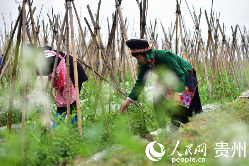 2月26日，在貴州省黔東南苗族侗族自治州丹寨縣排調鎮也改村蔬菜種植基地，村民在管護荷蘭豆。
