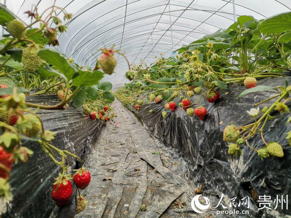 岑鞏縣注溪鎮周坪壩區草莓嬌紅欲滴。粟芳 攝