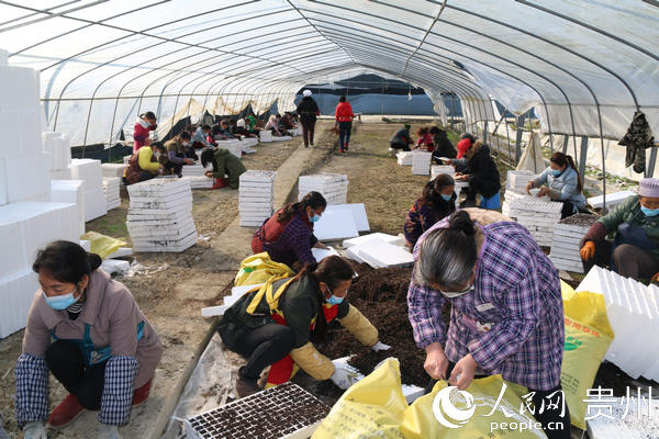 官舟鎮黃龍村群眾在壩區內育辣椒苗。沿河縣融媒體中心提供