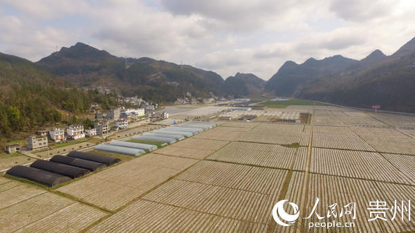 沿河自治縣官舟鎮馬腦500畝壩區一角。沿河縣融媒體中心提供