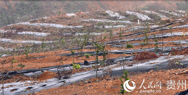 油茶基地。岑鞏縣融媒體中心提供