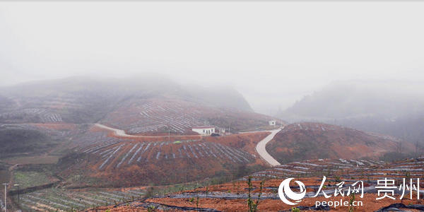 千畝油茶基地。岑鞏縣融媒體中心提供