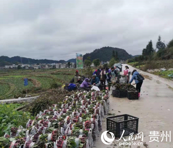 菜台收購現場