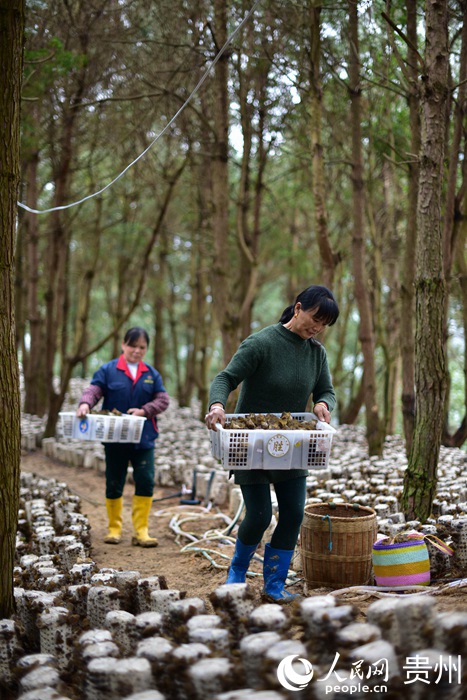 3月7日，在貴州省黔東南苗族侗族自治州錦屏縣三江鎮小江村，村民在搬運採收的黑木耳。