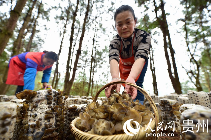 3月7日，在貴州省黔東南苗族侗族自治州錦屏縣三江鎮小江村，村民在採收黑木耳。