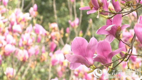 園中鮮花盛開。