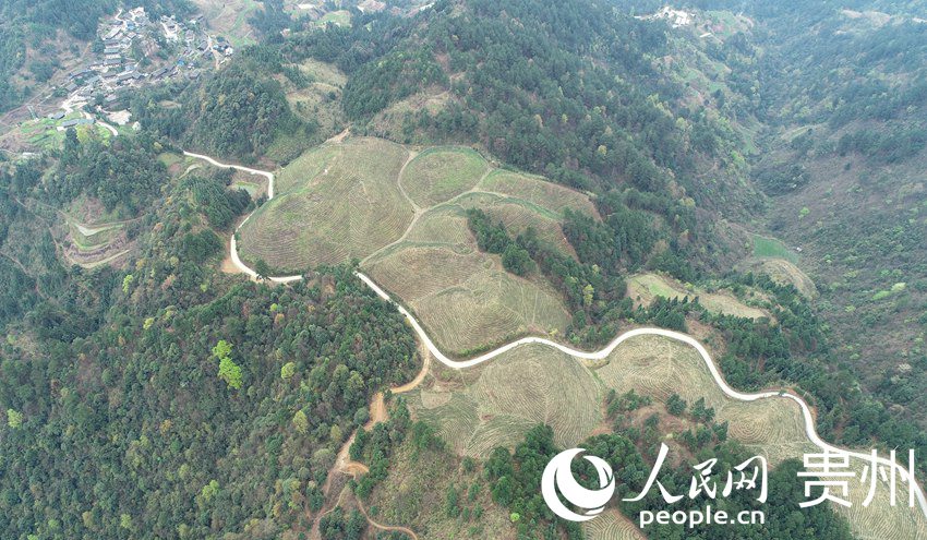 3月11日拍攝的貴州省黔東南苗族侗族自治州丹寨縣排調鎮甲石村送償苗寨茶園（無人機照片）。