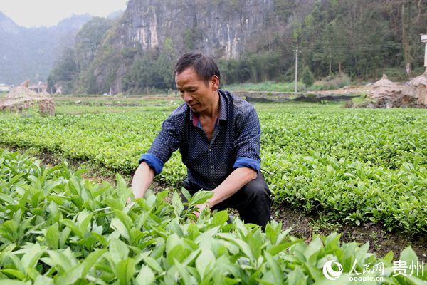 育苗大戶梁宇金。