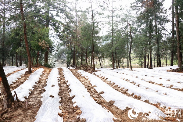 �ֺõľ��������������ϱ�Ĥ�¡����� ��