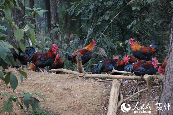 ���¼���ֳ������ ��