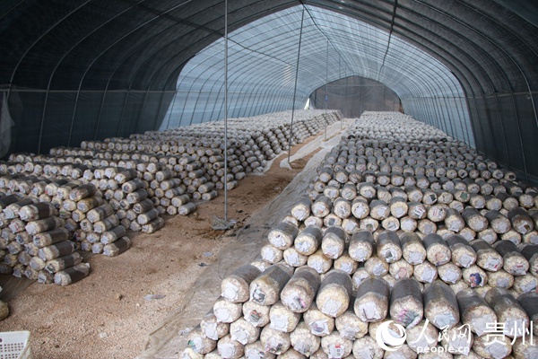 ʳ�þ����ء����� ��