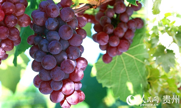 �������򵳽���ƶ԰��ľ�Ʒˮ�������� ��