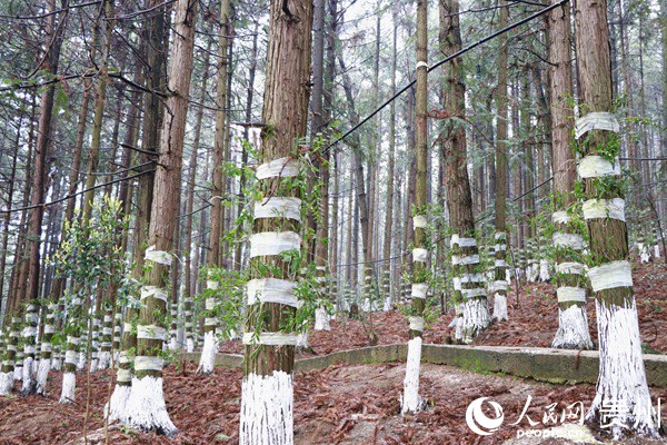 ��Ƥʯ�������� ��