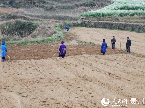扬武镇农业服务中心技术员在联盟基地指导商署种植工作。 扬武镇党办供图