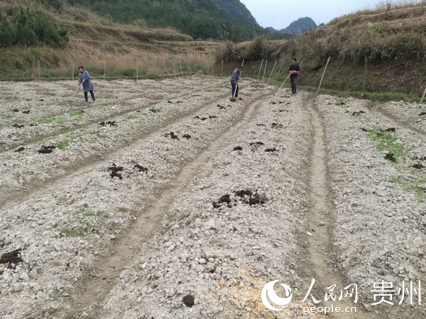 ��ŷ���޺�������Ⱥ������ֲ��