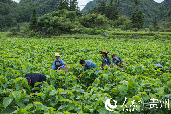 ɣҶ����ϲ��