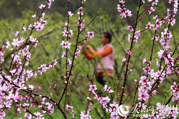 2020��3��19�գ�����ʡ�Ͻ���ǭ����̫�����������緽��壬������������軨��ѿ���Ὠ�� ��