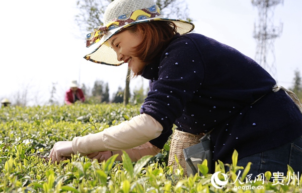 ½������С�����ڲ�ժ����Ⱥ ��