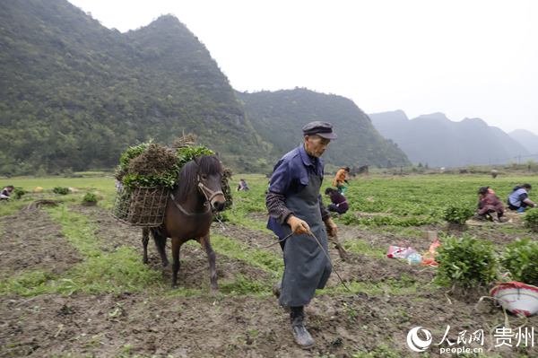 運輸板藍根苗。