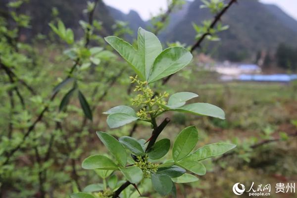 水慶村花椒基地春芽。