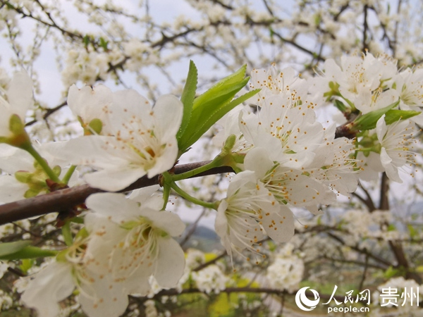 李花基地一角。孫磊 攝