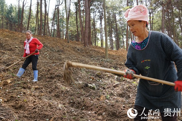 村民正在清理山林並進行鬆土。余光燕 攝