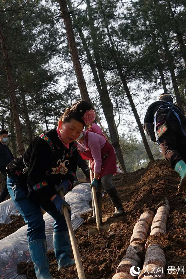 村民正在為菌棒蓋土。余光燕 攝