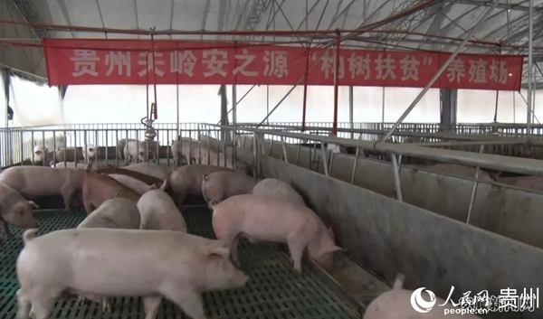 養豬場。關嶺縣委宣傳部供圖
