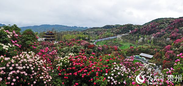 贵州毕节:百里杜鹃花正开,"五大利好"等你来