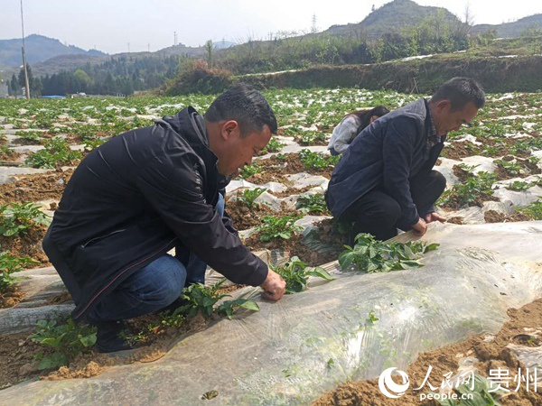 纳雍龙场镇人口_贵州毕节纳雍龙场地图