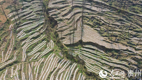 纳雍龙场镇人口_贵州毕节纳雍龙场地图