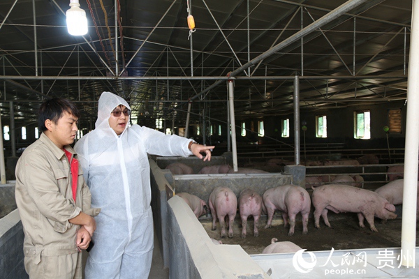 技術員在生豬養殖場指導。楊友 攝