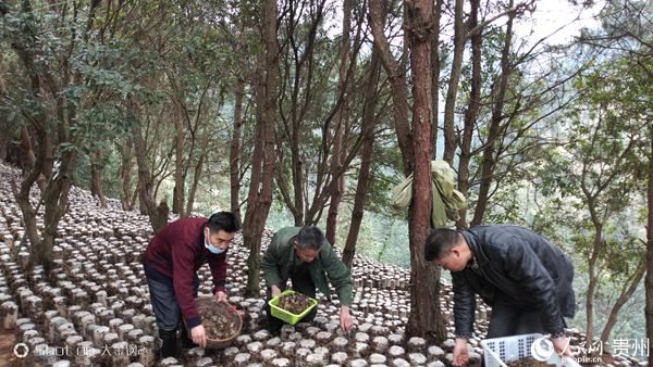 2020年春，小江村第一書記田景甲（右一）在搶收林下木耳。貴州省市場監管局提供