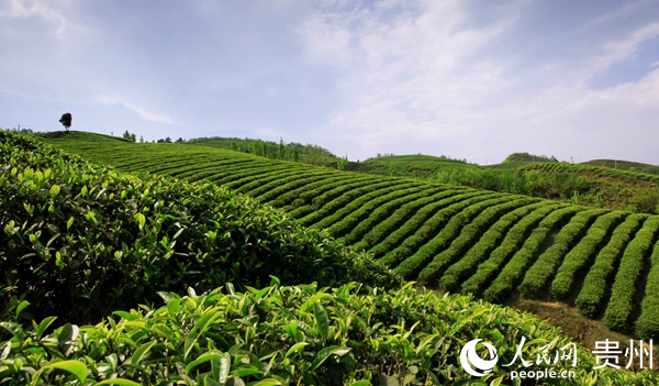 高效生態農業觀光園弘丹成茶園。金沙縣茶產業辦公室供圖