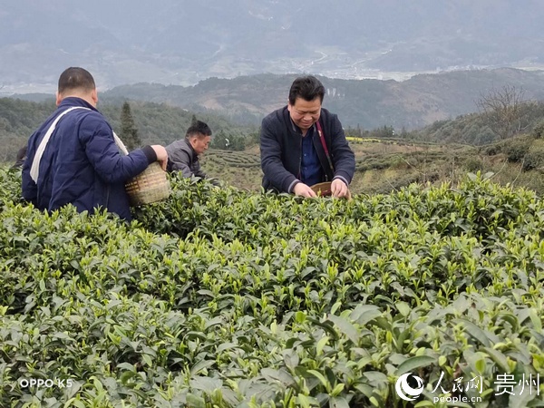領導干部助茶農增收。三都縣自然資源局供圖