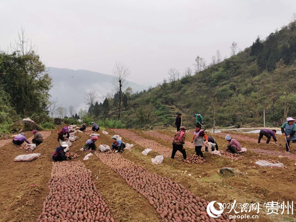洞子溪村群眾在紅薯育苗基地務工。黎紹雄 攝