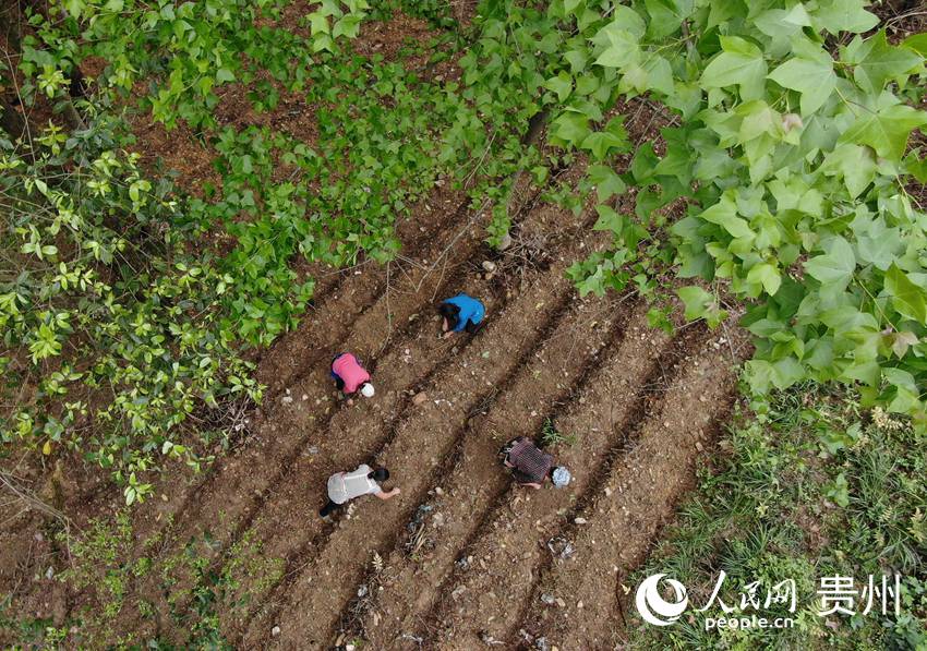 3月27日，在貴州省黔東南苗族侗族自治州丹寨縣排調鎮岔河村，村民在栽種黃精（無人機照片）。