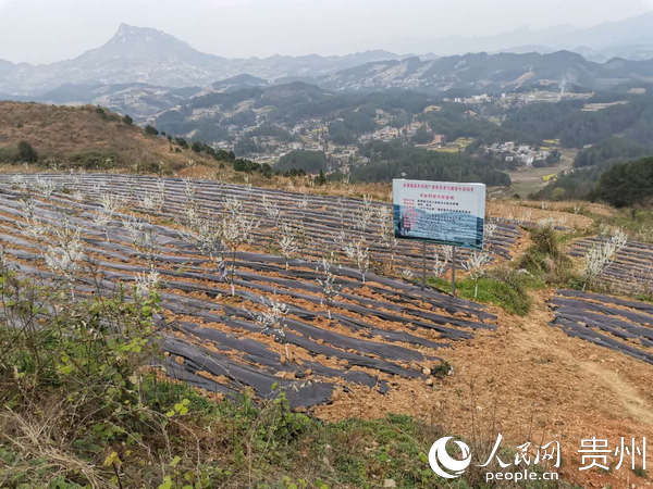農興村辣椒基地。張丫 攝