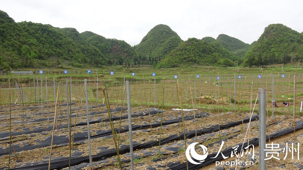 豆村黃金百香果種植示范基地