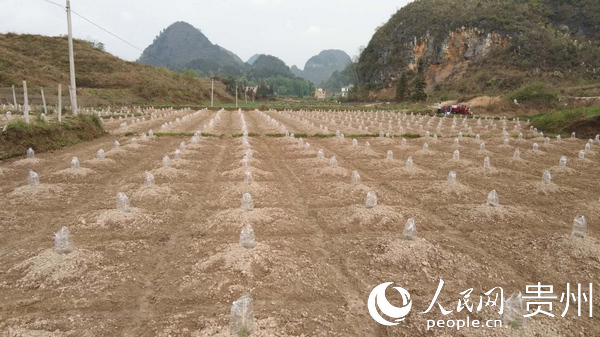 小七孔鎮堯花村羅漢果種植基地